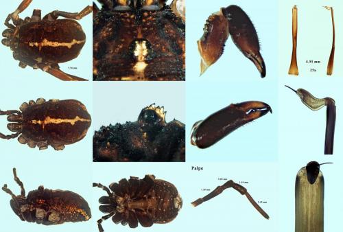 Réf. 222 344 : Zachaeus crista